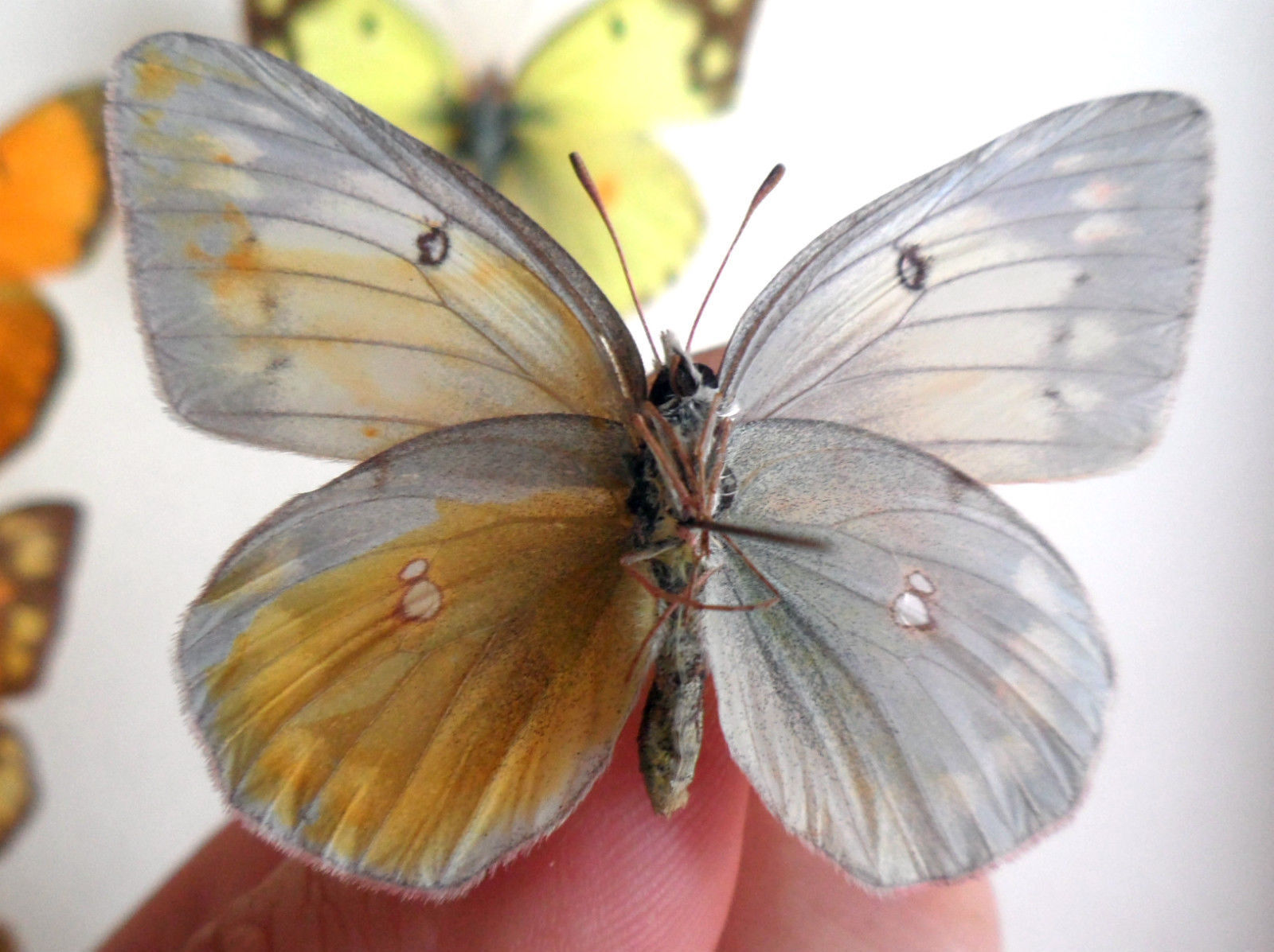 Colias Collection (russia)6 (Gynandromorph) (Internet Image property of respective owner, non-commercial use only)